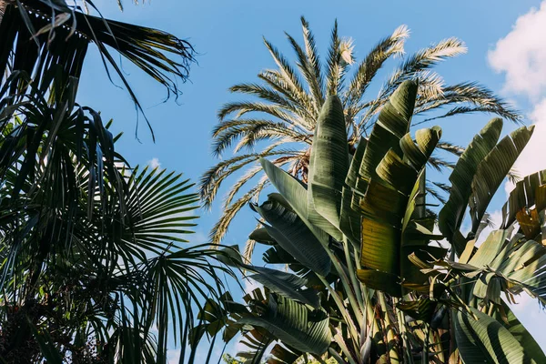 Exuberantes plantas verdes sobre fondo azul cielo claro, barcelona, España - foto de stock