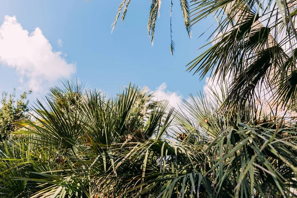 Grüne Palmen vor blauem Himmel, barcelona, spanien — Stockfoto