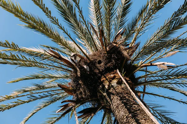 Alta palma verde su sfondo cielo blu chiaro, barcellona, Spagna — Foto stock