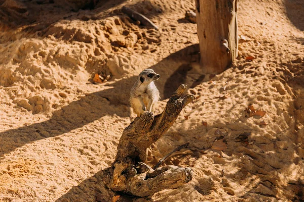 Suricate divertido en parque zoológico, barcelona, España - foto de stock