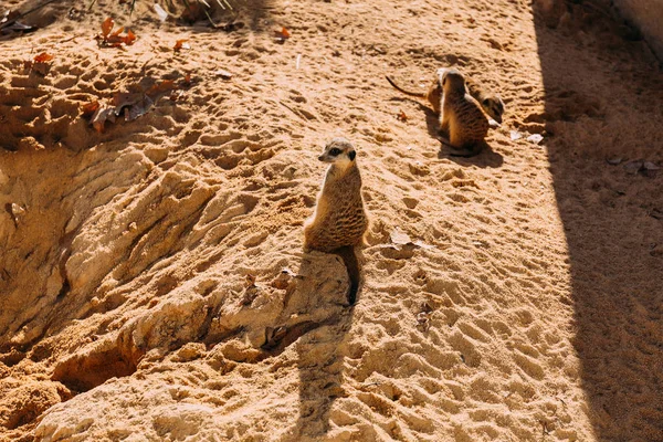 Suricati divertenti seduti sulla luce del sole nello zoo, barcellona, Spagna — Foto stock