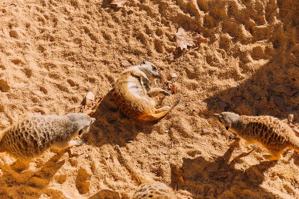 Смешные suricates lazing on warn sand in zoo, barcelona, spain — стоковое фото