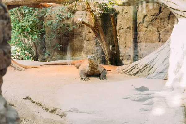 Varan in terrarium lazing on sunlight, barcelona, spain — Stock Photo