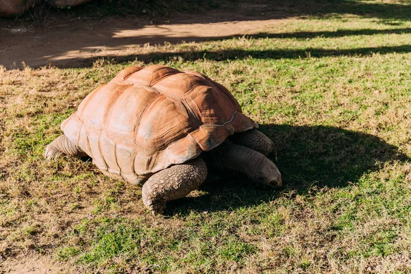 Tortuga gigante comiendo hierba en parque zoológico, barcelona, España - foto de stock