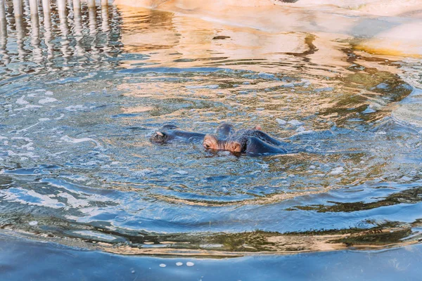 Hippo swimming in pond in zoological park, barcelona, spain — Stock Photo