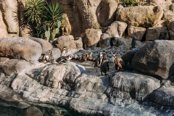 Grupo de pinguinos que descansan sobre rocas en zoológico, barcelona, España - foto de stock