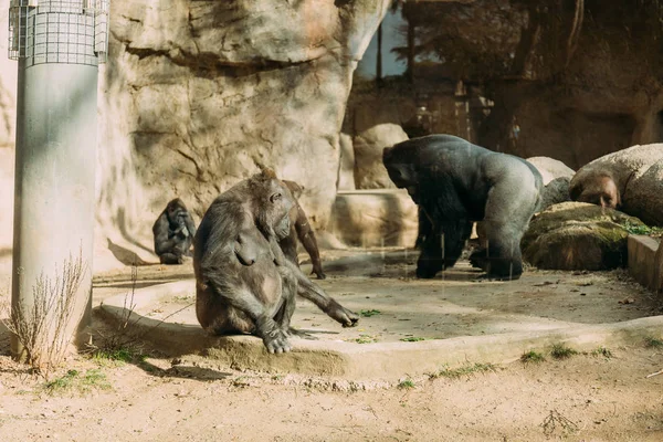 Chimps and gorilla in zoological park, barcelona, spain — Stock Photo