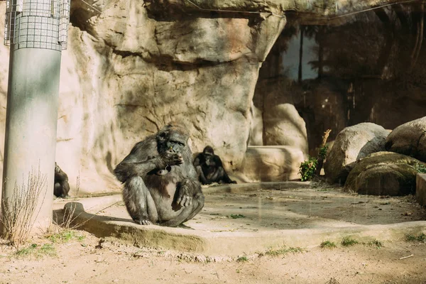 Chimpanzees sitting on sun in zoological park, barcelona, spain — Stock Photo