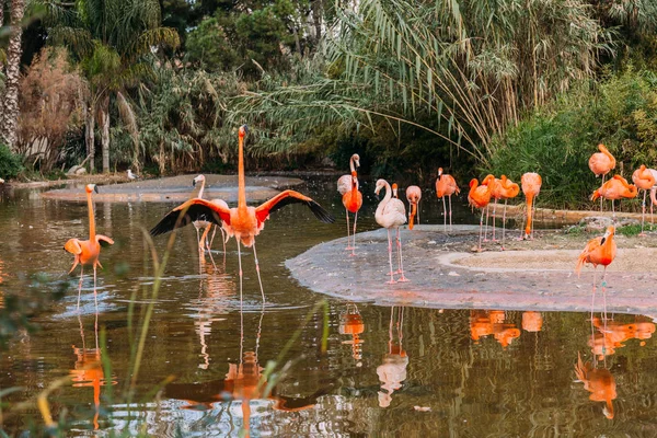 Flock of beautiful flamingos in pond surrounded with lush plants in zoo, barcelona, spain — Stock Photo