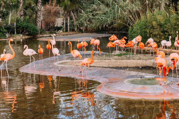 Lake with beautiful flamingos surrounded with lush plants, barcelona, spain — Stock Photo