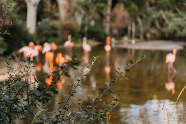 Selective focus of green plant on blurred background with pink flamingos, barcelona, spain — Stock Photo