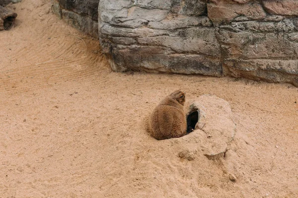 Divertida marmota sentada en la arena cerca del agujero en la arena, barcelona, España - foto de stock