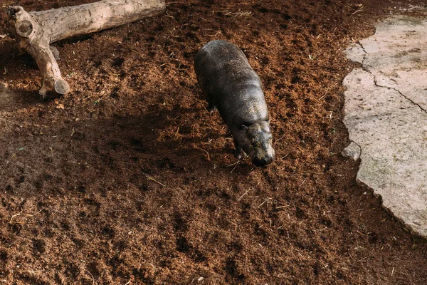 Hippopotamus staying on grass in zoological park, barcelona, spain — Stock Photo