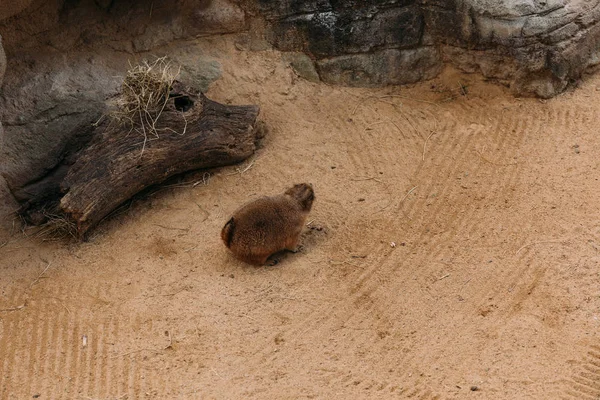 Drôle marmotte poilue assis sur le sable dans le parc zoologique, Barcelone, espagne — Photo de stock