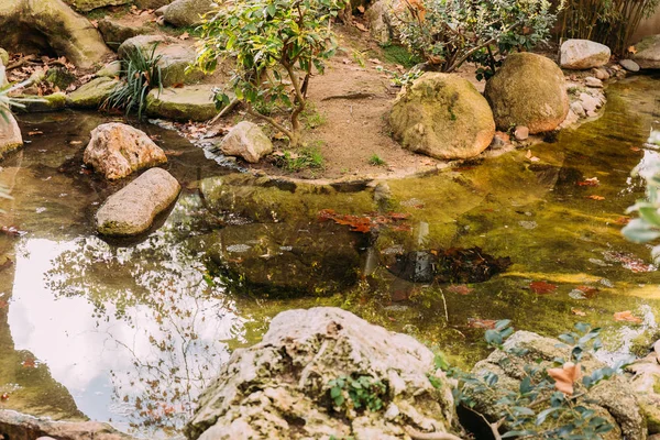 Estanque rodeado de plantas verdes en parque zoológico, barcelona, España - foto de stock