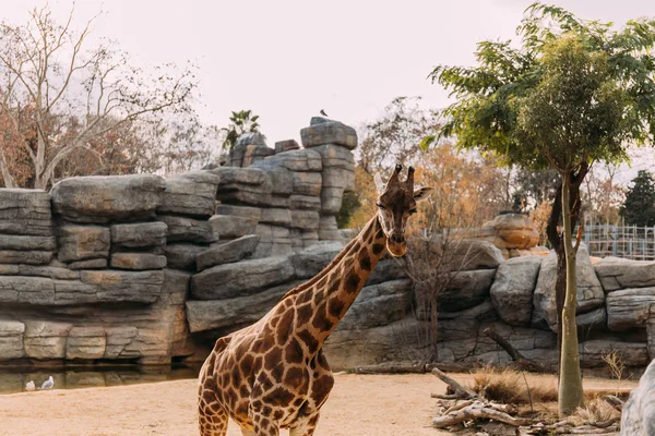 Funny giraffe walking in zoological park, barcelona, spain — Stock Photo