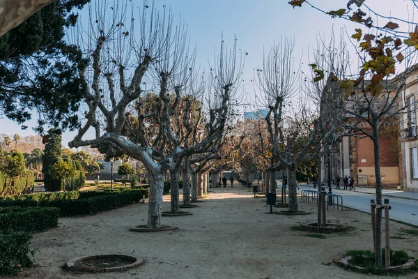 BARCELONA, ESPANHA - 28 DE DEZEMBRO DE 2018: beco largo com árvores planas e arbustos aparados — Fotografia de Stock