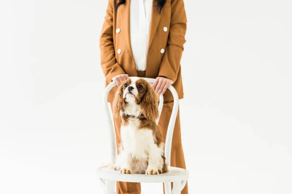 Обрізаний вид вагітної жінки в коричневому костюмі, що стоїть біля собаки на стільці ізольовано на білому — стокове фото
