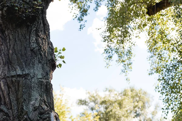Селективный фокус дерева с зелеными листьями в мирном парке с голубым небом — стоковое фото