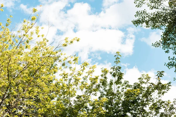 Visão de ângulo baixo de ramos com folhas verdes no parque — Fotografia de Stock