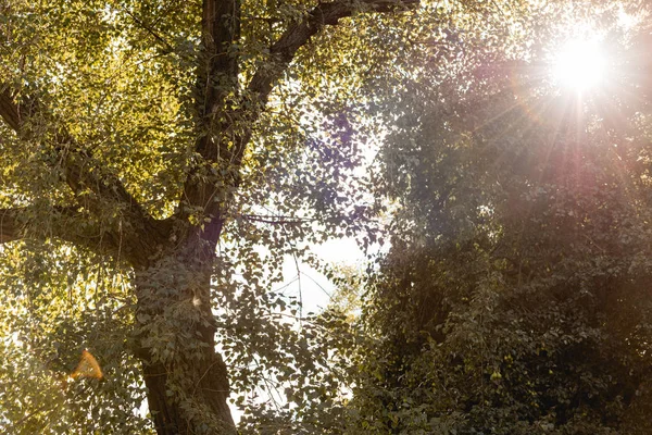 Blick auf die helle Sonne durch Baum mit grünen Blättern im Park — Stockfoto