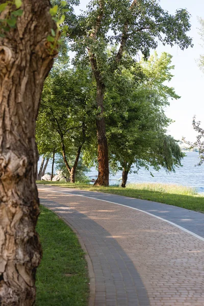 Selektiver Fokus grüner Blätter auf Bäume in der Nähe des Sees im ruhigen Park — Stockfoto