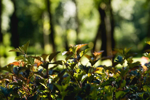 Selektiver Fokus grüner Blätter auf Bäume in friedlichem Park — Stockfoto