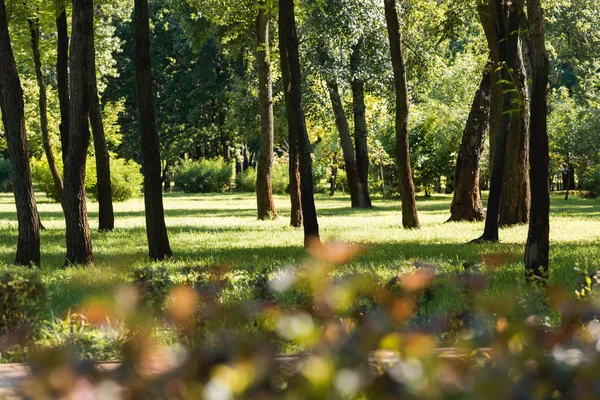 Messa a fuoco selettiva di alberi con foglie verdi in un parco tranquillo — Foto stock