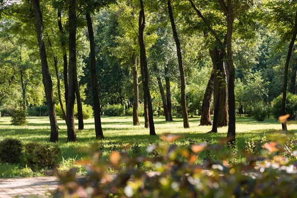 Foco seletivo de árvores com folhas verdes no parque tranquilo — Fotografia de Stock