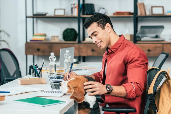 Estudiante alegre mirando al perro beagle mientras estudia en el escritorio - foto de stock