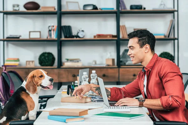 Estudiante alegre mirando al perro beagle mientras estudia en el escritorio - foto de stock