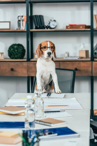 Cão beagle em óculos na cadeira à mesa com cadernos — Fotografia de Stock