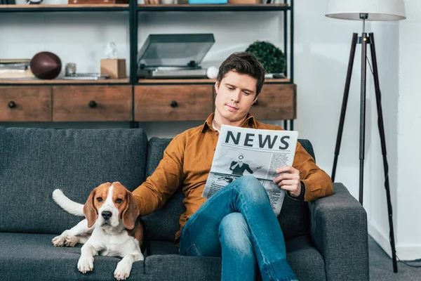 Konzentrierter Mann liest Zeitung auf Sofa und streichelt Beagle-Hund — Stockfoto