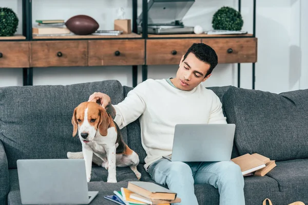 Brünette Studentin streichelt Beagle-Hund, während sie zu Hause Laptop benutzt — Stockfoto