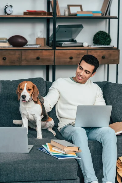 Souriant brunette étudiant caressant chien beagle tout en utilisant un ordinateur portable à la maison — Photo de stock