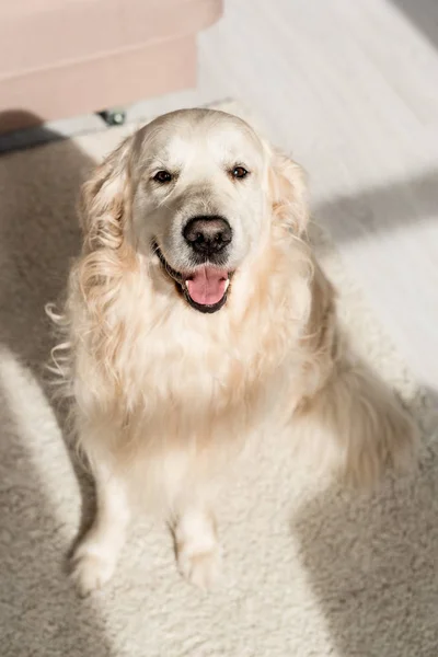 Cute golden retriever sitting on floor and looking at camera — Stock Photo