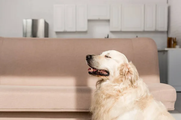 Side view of  cute golden retriever with closed eyes in apartment — Stock Photo