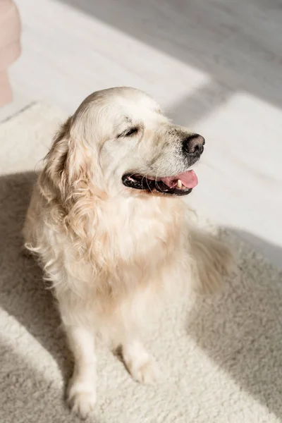 Cute golden retriever sitting on floor and looking away — Stock Photo