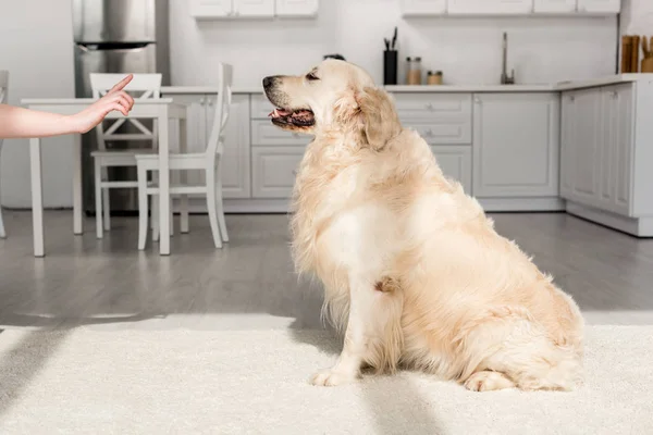 Cropped view of woman training cute golden retriever in kitchen — Stock Photo
