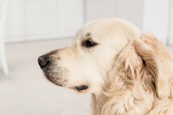 Side view of cute golden retriever looking away in apartment — Stock Photo