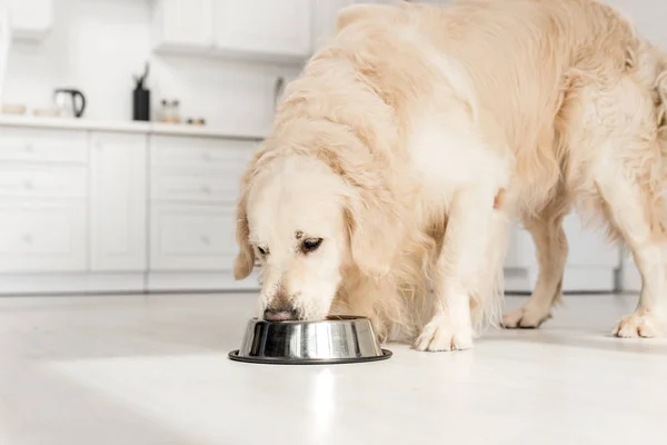 Cute golden retriever eating dog food from metal bowl in kitchen — Stock Photo