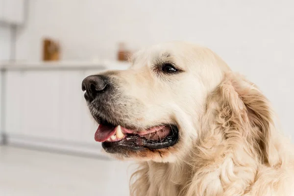 Funny, adorable, cute golden retriever looking away in apartment — Stock Photo
