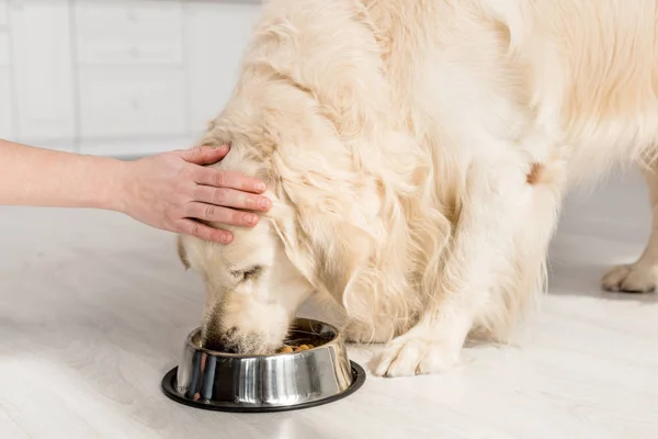 Cropped view of woman touching cute golden retriever eating dog food from metal bowl in kitchen — Stock Photo