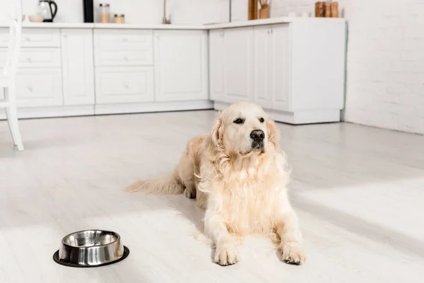 Enfoque selectivo de lindo golden retriever tumbado en el suelo y mirando hacia otro lado en el apartamento - foto de stock