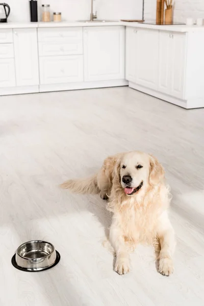 Enfoque selectivo de lindo golden retriever tumbado en el suelo y mirando hacia otro lado en el apartamento - foto de stock