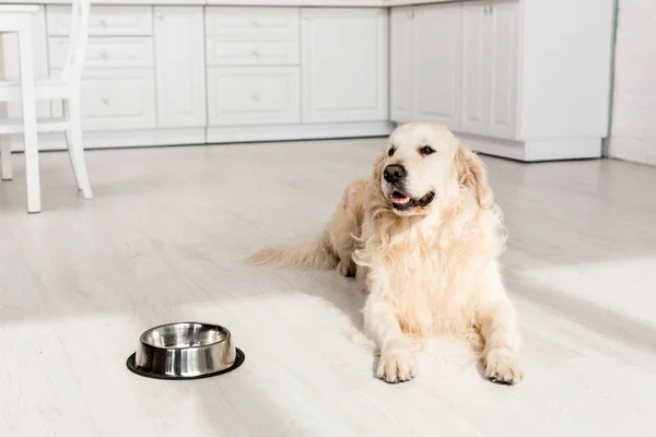 Cute golden retriever lying on floor with metal bowl and looking away in apartment — Stock Photo