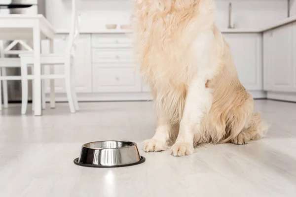 Golden retriever sitting on floor with metal bowl in kitchen — Stock Photo