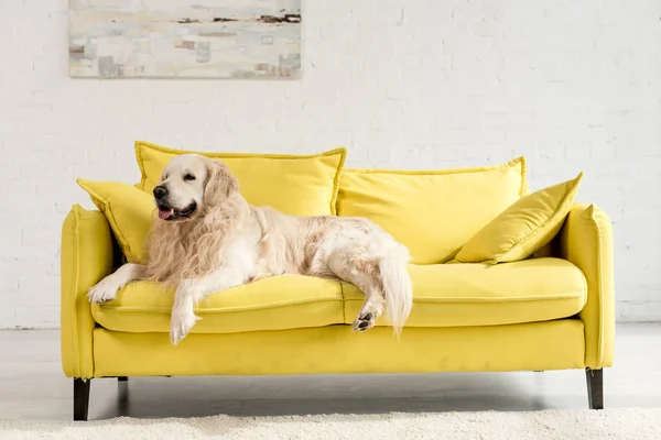 Lindo golden retriever acostado en brillante sofá amarillo en apartamento — Stock Photo