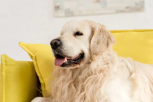 Cute golden retriever lying and looking away in living room — Stock Photo
