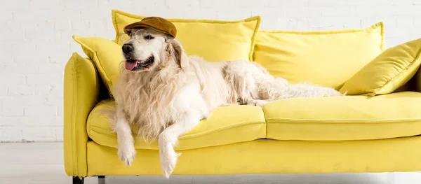 Panoramic shot of cute golden retriever lying on bright yellow sofa in cap and glasses — Stock Photo